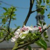 H�pital Notre-Dame � la Rose, Lessines � jardin